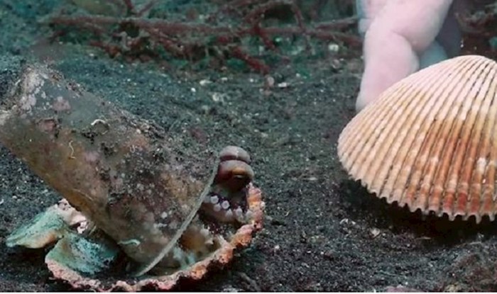 VIDEO Hobotnica se uselila u odbačenu plastičnu čašu. Pogledajte kako su je ronioci nagovorili da se preseli u školjku