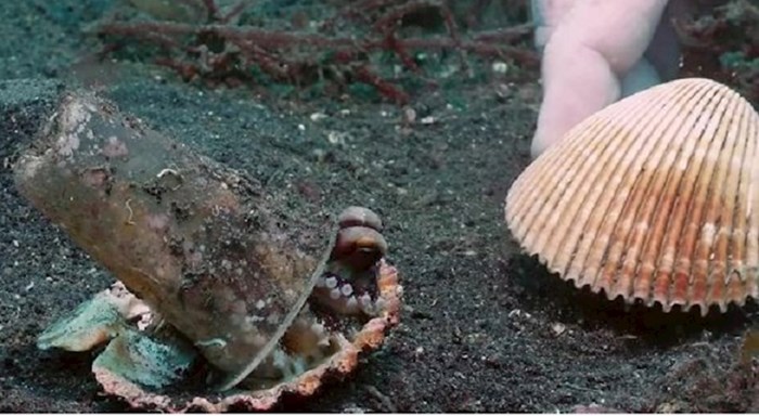 VIDEO Hobotnica se uselila u odbačenu plastičnu čašu. Pogledajte kako su je ronioci nagovorili da se preseli u školjku