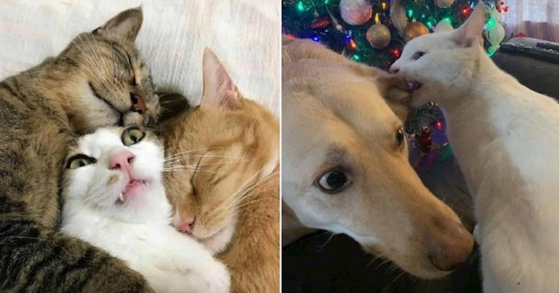 Smiješni ljubimci koje su njihovi vlasnici uhvatili u neobičnim situacijama