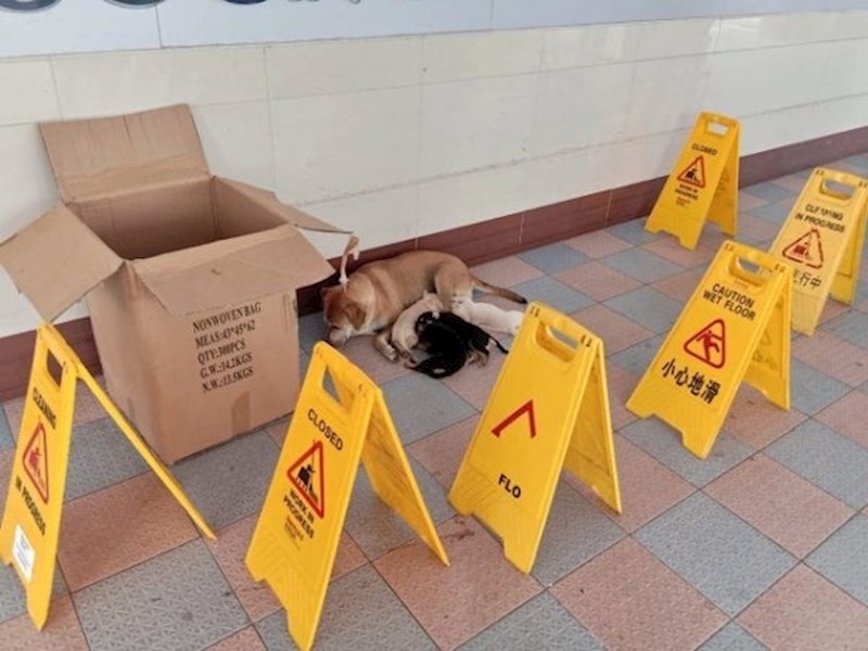 "Vidio sam ovo na Facebook stranici skloništa moga grada. Uprava dućana je zaštitila pse do dolaska radnika iz azila"