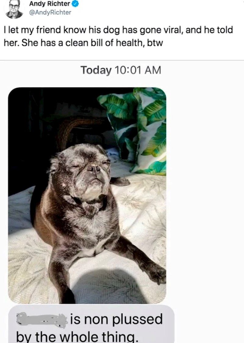 Slika je ubrzo postala viralna, a Andy se javio još jednim twittom: "Rekao sam frendu da mu je mopsica postala popularna, rekao joj je"