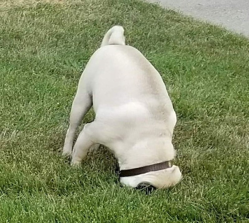 "Ovo je moja omiljena fotografija mog psa. U tlu nije bilo rupe"