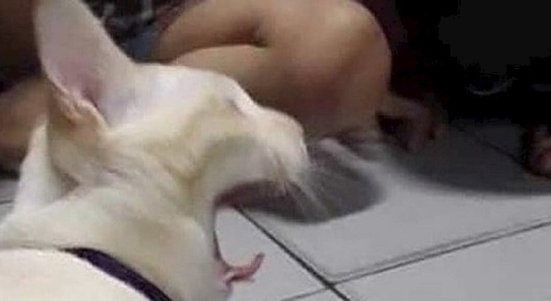 Mačka se počela igrati dječjom igračkom, ovo nije očekivala