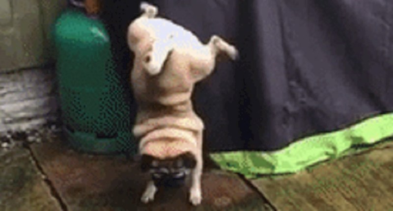 Vlasnica je snimila način na moji je njen pas mokrio, ovo je prilično smiješno