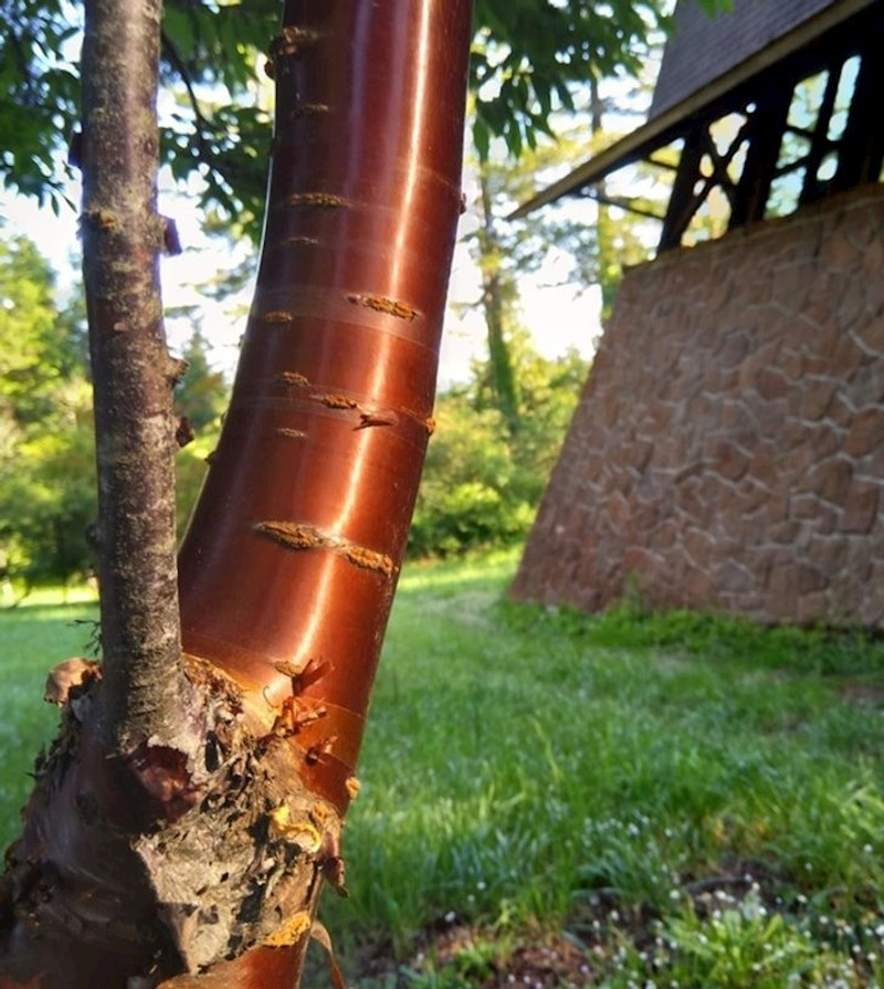 Drvo koje izgleda kao bakrena cijev