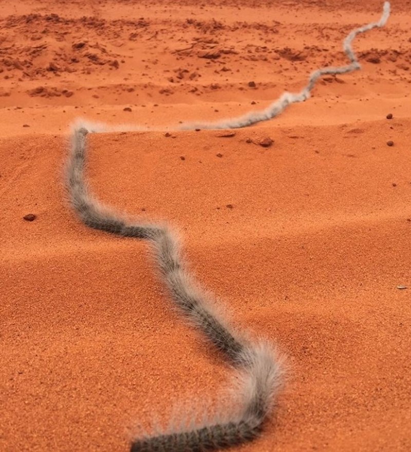Ovo nije zmija, nego nakupina dlakavih gusjenica!