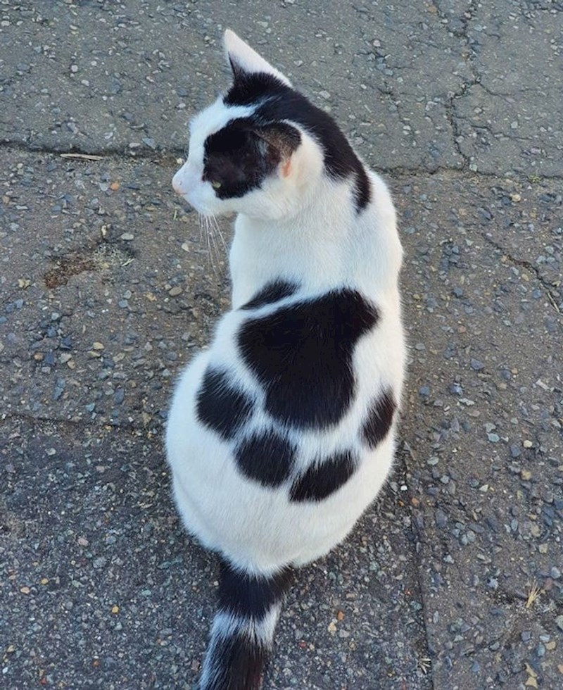 Maca sa šapicom na leđima