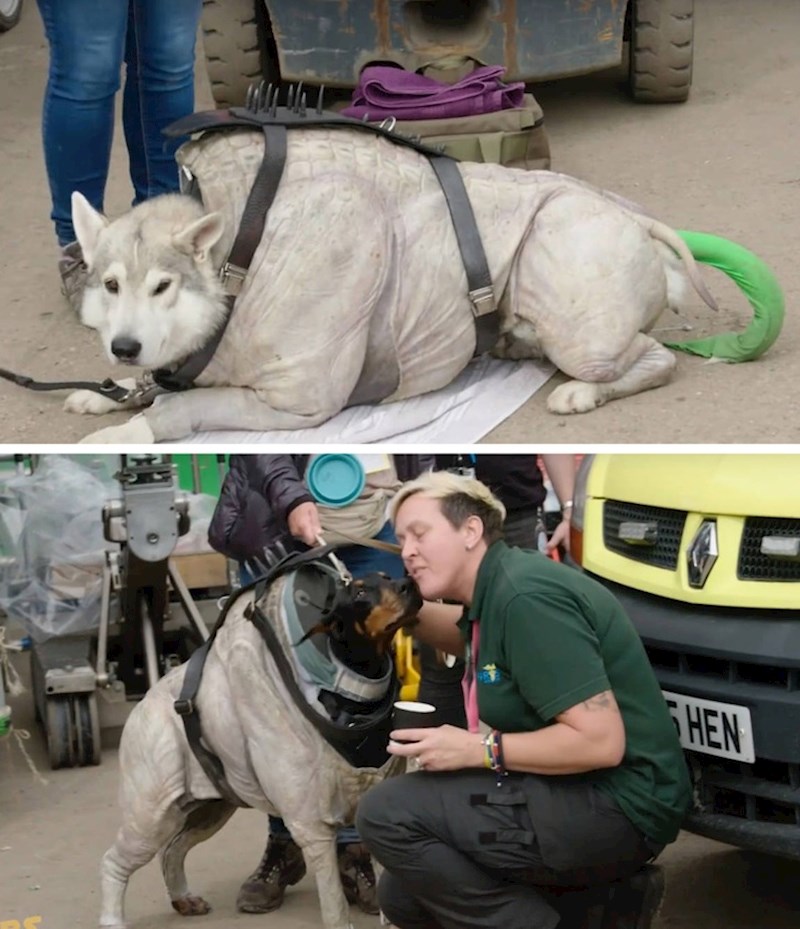 U filmu Solo: Priča iz Ratova zvijezda, glumili su pravi psi