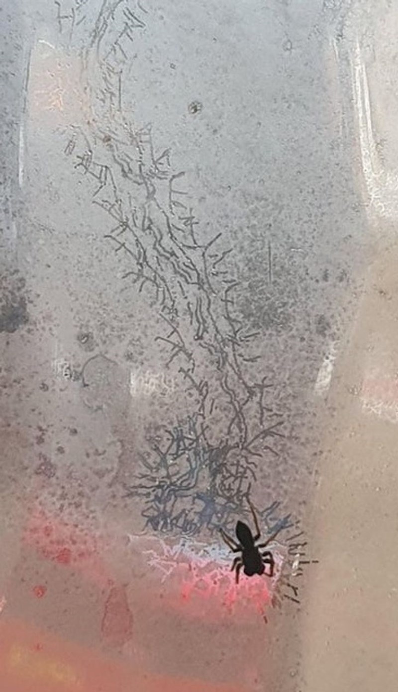 Pauk je ostavio tragove na staklu