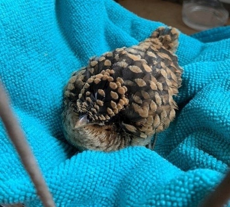 Ptica koja izgleda kao češer