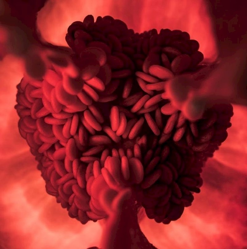 Unutrašnjost paprike