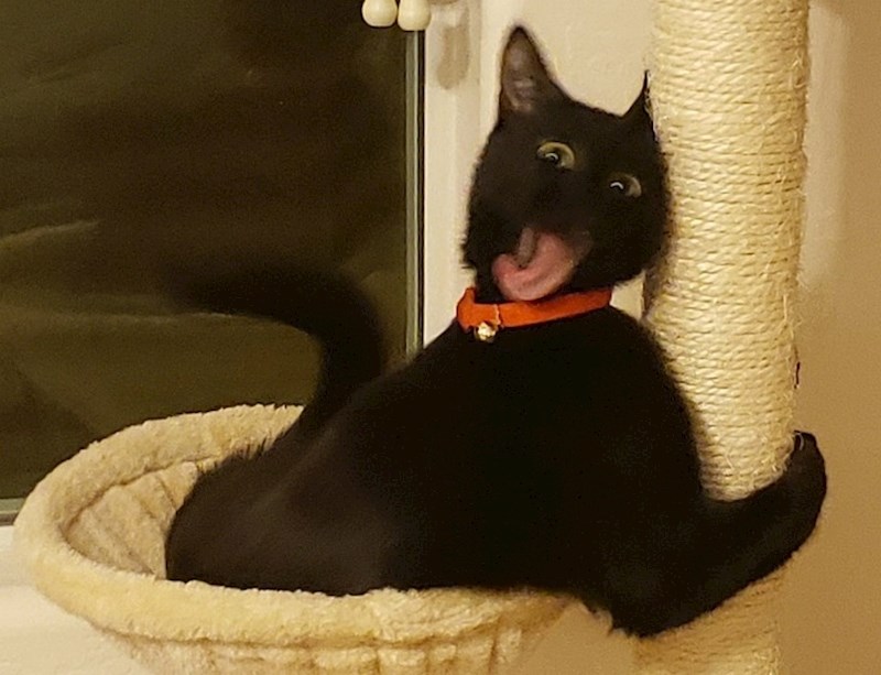 "Siouxsie u dva ujutro"