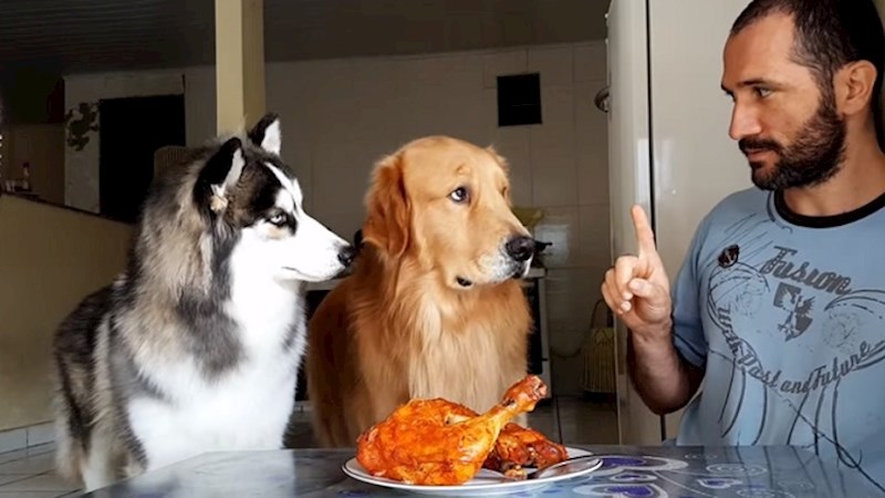 Lik je testirao samokontrolu svojih pasa pomoću piletine, mislite li da su se uspjeli suzdržati?