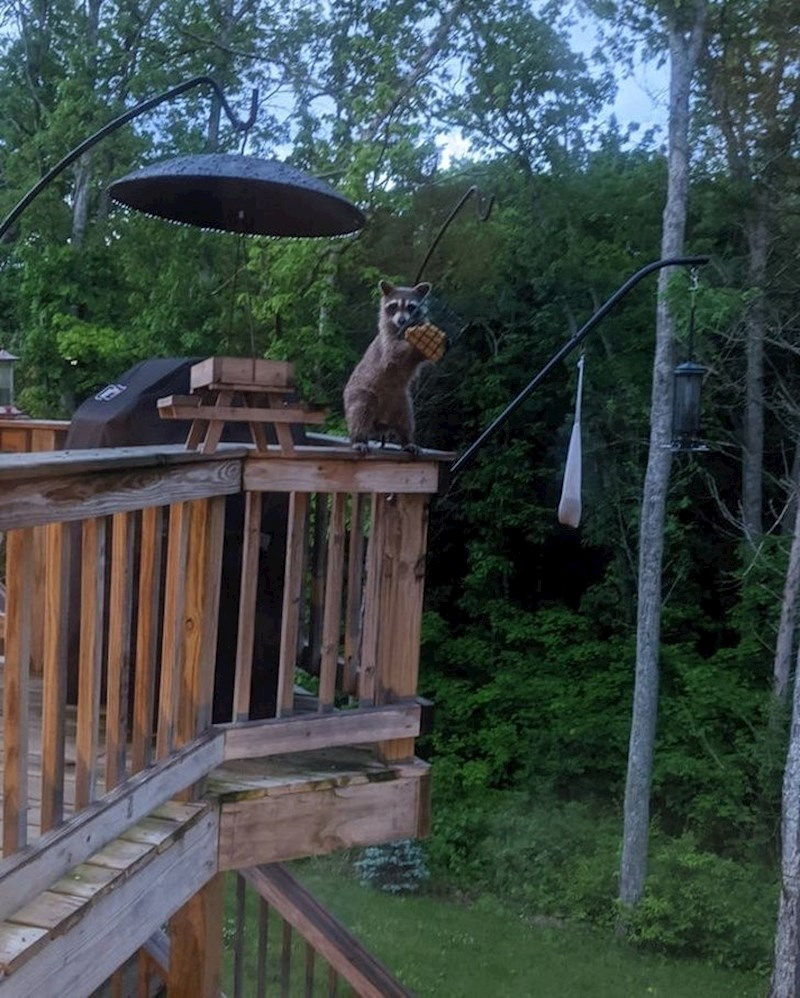 "Sad znam tko krade moju hranu!"