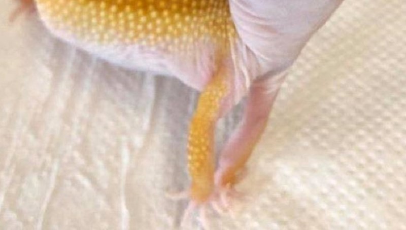 Ova životinjica postala je hit zbog blesavo fotogeničnog lica