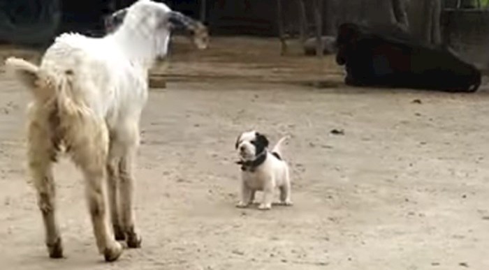 VIDEO Ovaj psić i koza najbolji su prijatelji, njihova igra će vas raznježiti