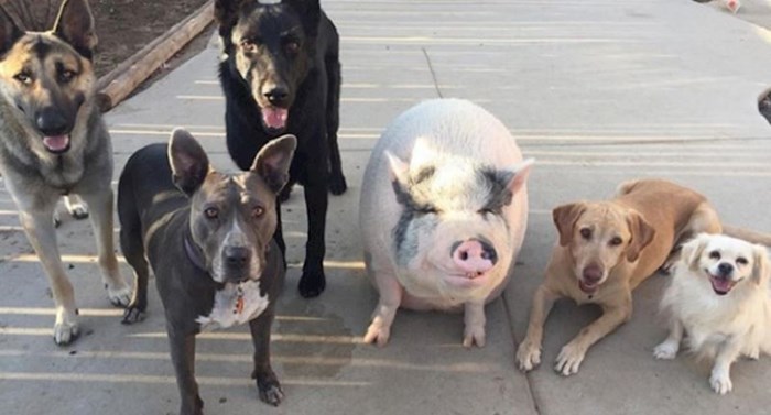 Ova svinja odrasla je s pet pasa i sad misli da je jedna od njih