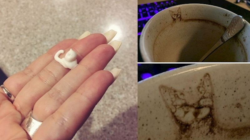 Ovi ljudi ugledali su mačke na najčudnijim mjestima