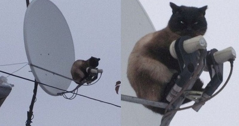 Ljubimci koji su svojim vlasnicima priredili pravu dramu