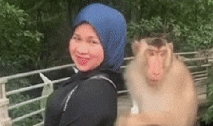 Žena se pokušala fotografirati s majmunom, on joj pokazao što misli o tome