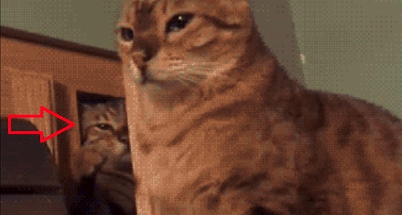 Pogledajte ovu macu kako podlo vreba. Ono što je učinila je neoprostivo