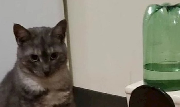 Mačka je uporno pila vodu iz wc školjke, pa su se vlasnici dosjetili genijalne ideje