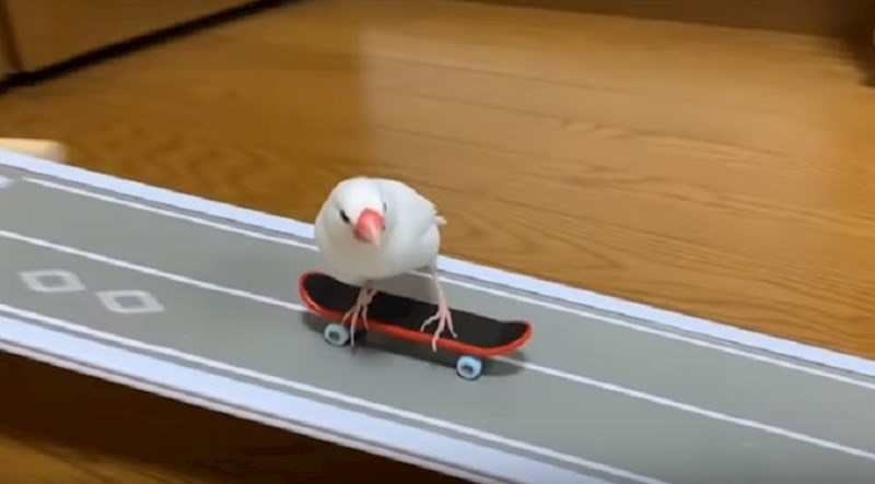 Jeste li kada vozili skateboard? Možda i jeste, ali sigurno niste izgledali cool kao ova ptica