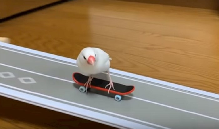 Jeste li kada vozili skateboard? Možda i jeste, ali sigurno niste izgledali cool kao ova ptica