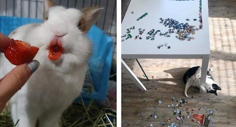 17 ljubimaca koji svojim nestašlucima vlasnicima uljepšavaju dane