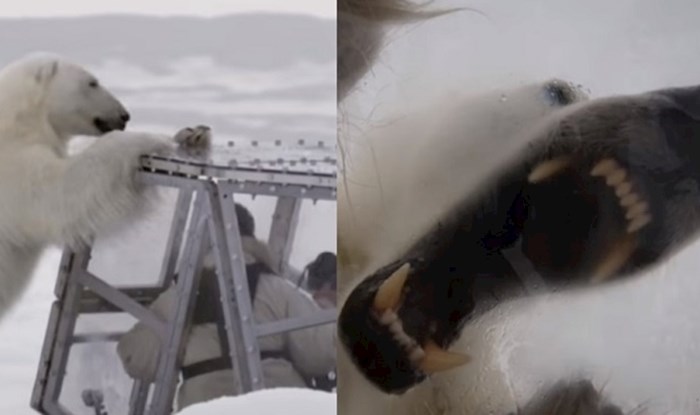 Lik se zatvorio u neprobojni kavez kako bi mogao promatrati polarnog medvjeda koji ga je htio pojest