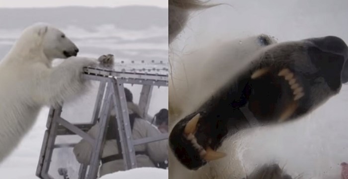 Lik se zatvorio u neprobojni kavez kako bi mogao promatrati polarnog medvjeda koji ga je htio pojest
