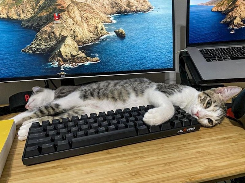 Neobična mačka... :D