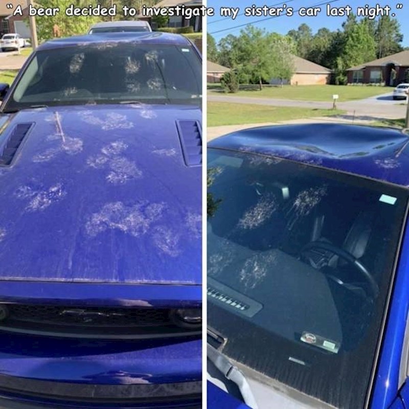"Medvjed je odlučio istražiti auto moje sestre..."