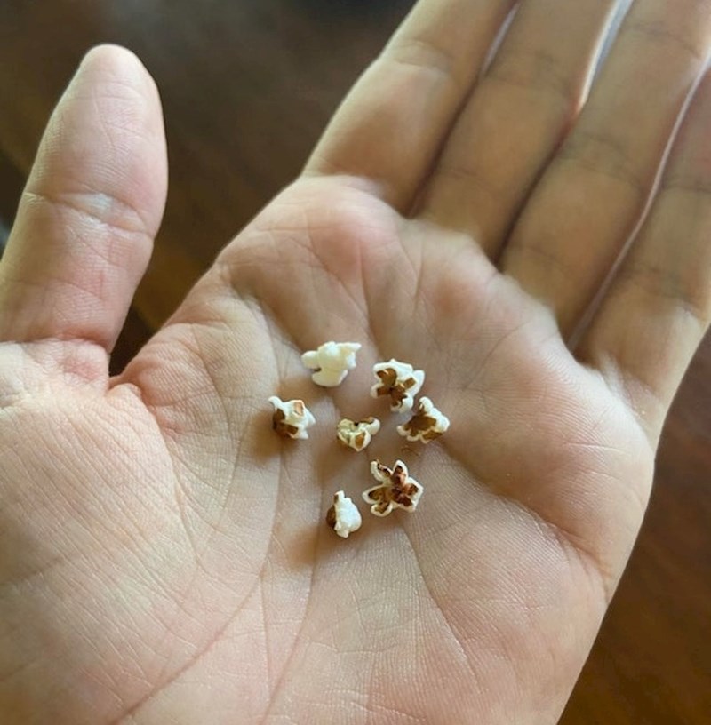 "Moja mama je slučajno stavila sjemenke za ptice u mikrovalnu i dobila ove male kokice"