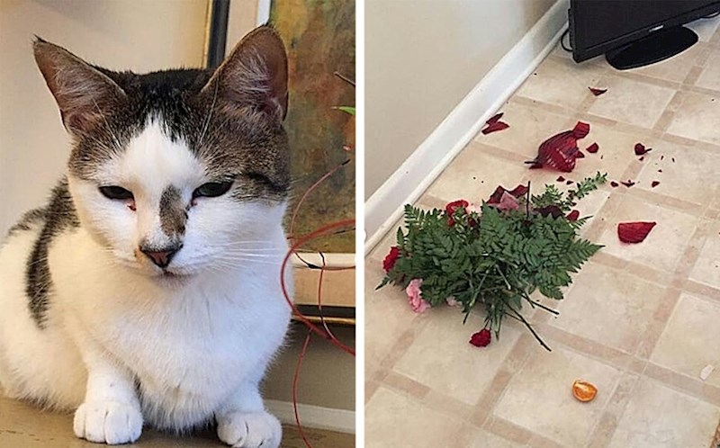 "Uništila je cvijeće koje sam dobila za Valentinovo i uopće ne žali"