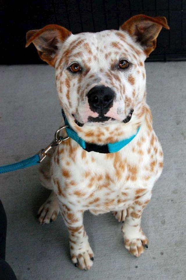 Australski govedar + Pitt Bull