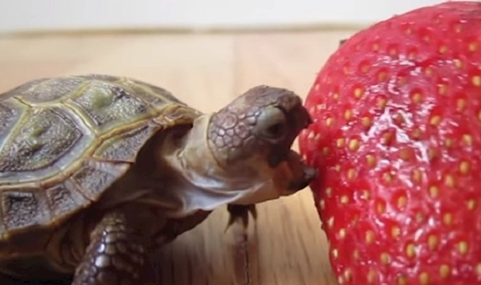 Vlasnik je snimio bebu kornjaču kako jede jagodu, ovo je preslatko