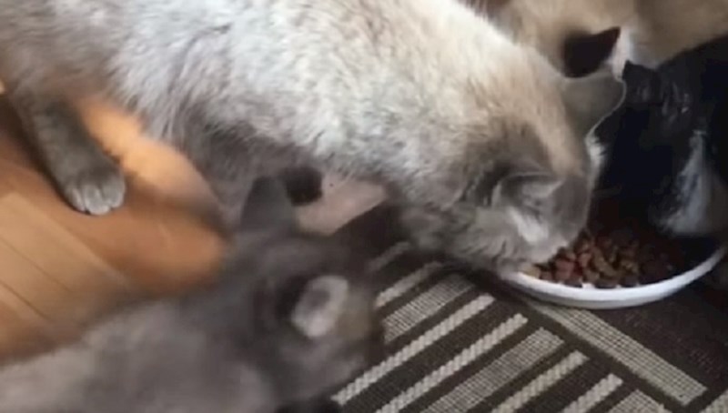 Mala lisica nije mogla doći do hrane pa je mačkama ukrala zdjelicu, ovo je presmiješno