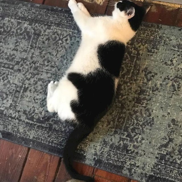 Maca na maci :)