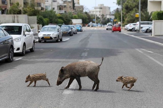 Obitelj divljih svinja u Izraelu