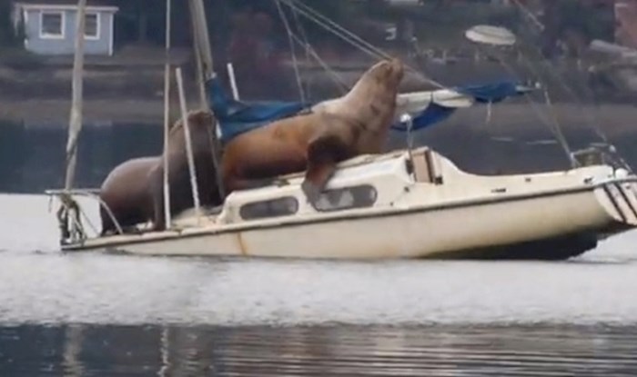 Ovi morski lavovi posudili su brod i malo se provozali, pogledajte presmiješnu snimku