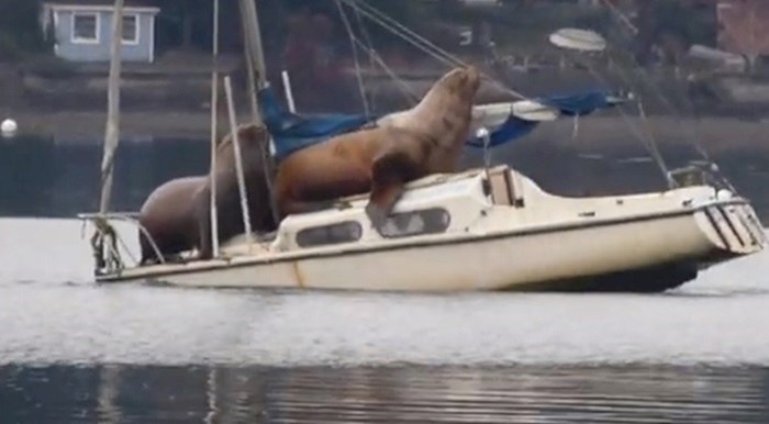 Ovi morski lavovi posudili su brod i malo se provozali, pogledajte presmiješnu snimku