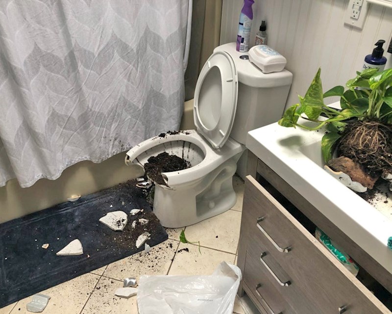 "Supruga je kupila novu posudu za biljku i stavila ju iznad wc školjke. Nakon sat vremena čuli smo da je nešto palo"