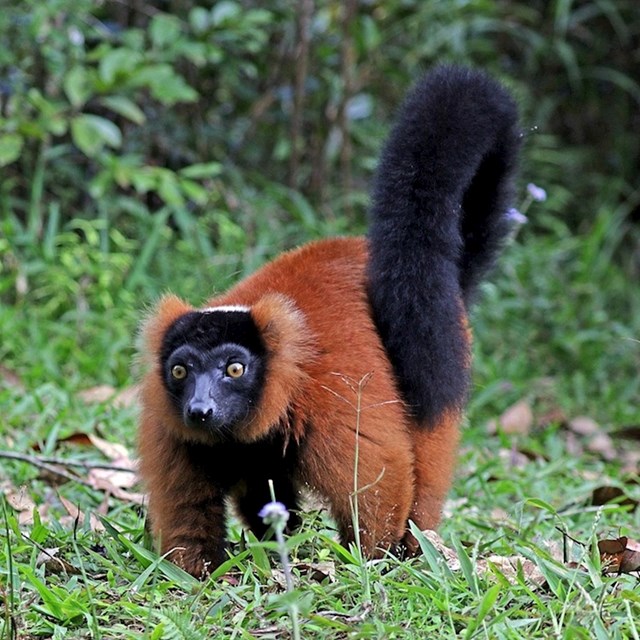 Crveni lemur