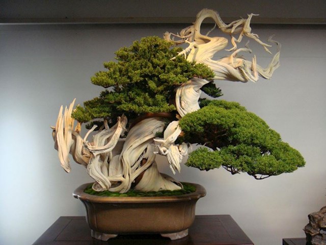 Bonsai stablo staro 800 godina