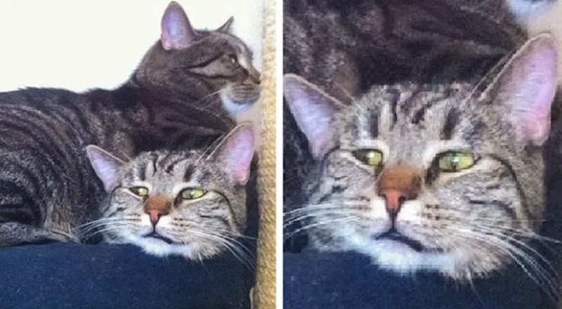 10 fotki luckastih životinja koje će vam sigurno staviti osmijeh na lice