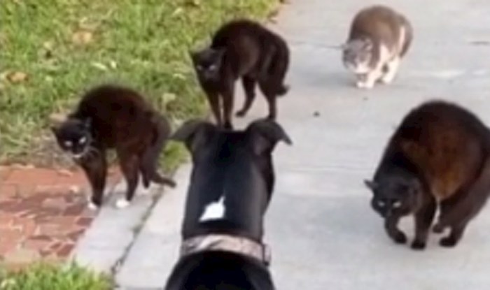 Vlasnica je snimila urnebesnu scenu susreta njenog psa i "bande" mačaka