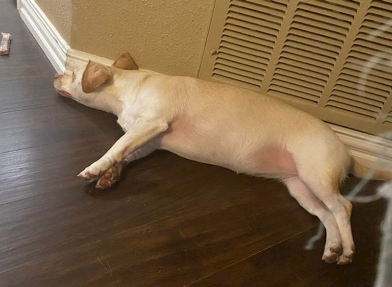 "Moj pas izgleda kao svinja!"