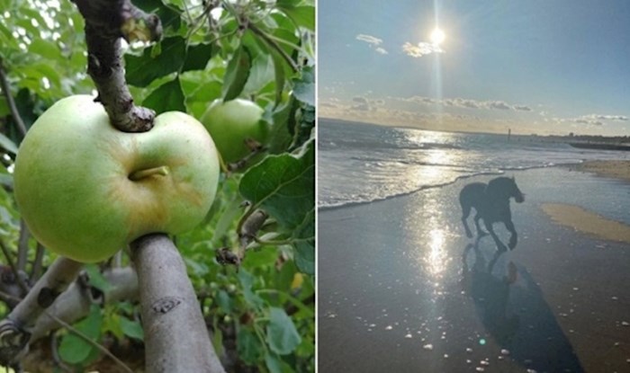 15 neobičnih fotografija zbog kojih će vam se pojaviti par upitnika iznad glave