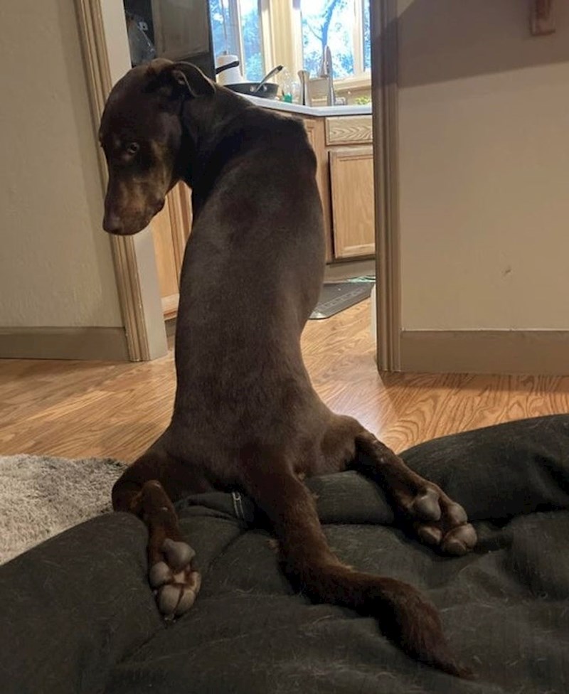 "Način na koji moj pas odmara šape..."